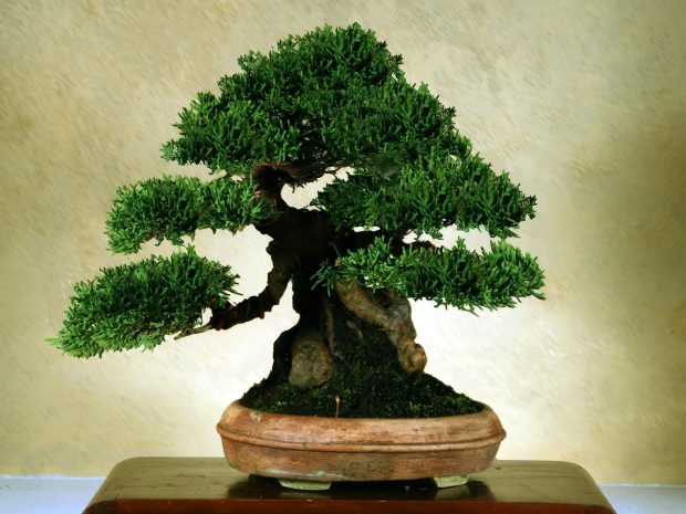 Bonsai Tree Wallpaper Free Download.