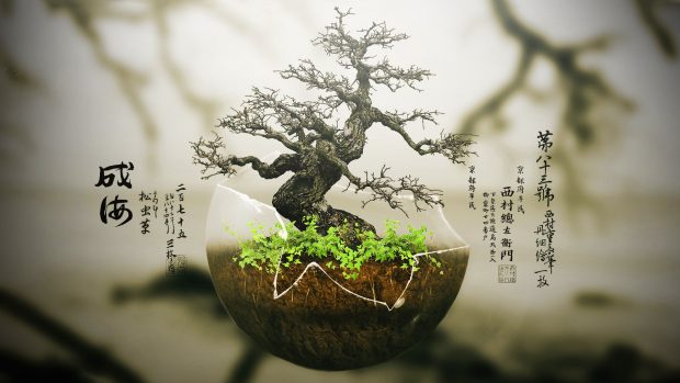 Bonsai Tree Wallpaper Full HD.