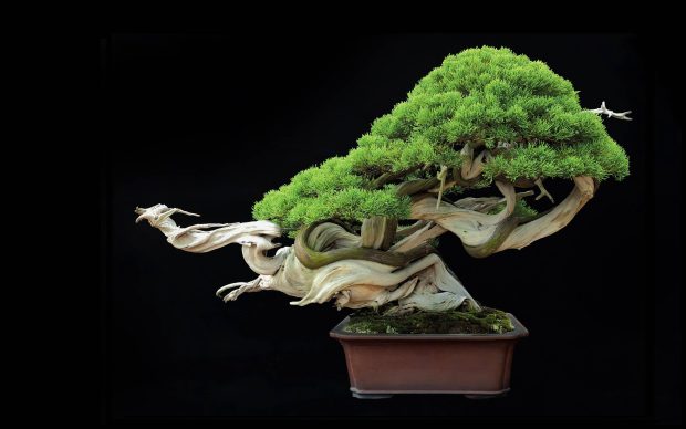 Bonsai Tree Wallpaper HD.