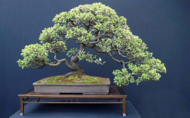 Bonsai Tree Wallpaper Widescreen.