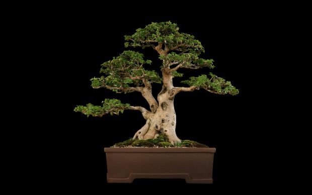 Bonsai Tree Wallpaper for Desktop.