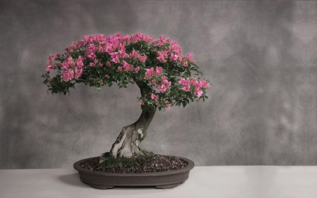 Bonsai Tree Widescreen Background.