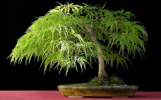 Bonsai Tree Widescreen Wallpaper.