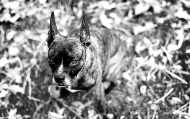 Boston Terrier Background Free Download.