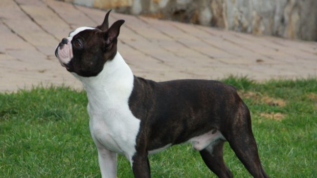 Boston Terrier Background Full HD.