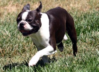 Boston Terrier Background HD.