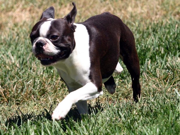 Boston Terrier Background HD.