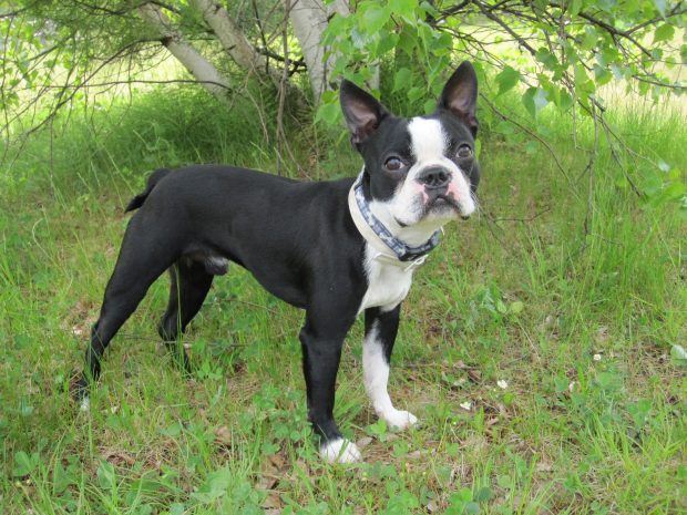 Boston Terrier Background Widescreen.