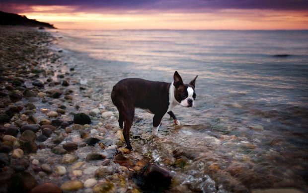 Boston Terrier Background for Desktop.