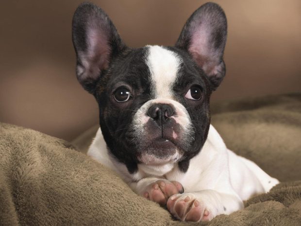 Boston Terrier Desktop Background.