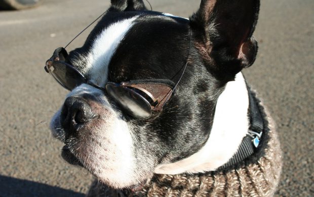 Boston Terrier HD Background.