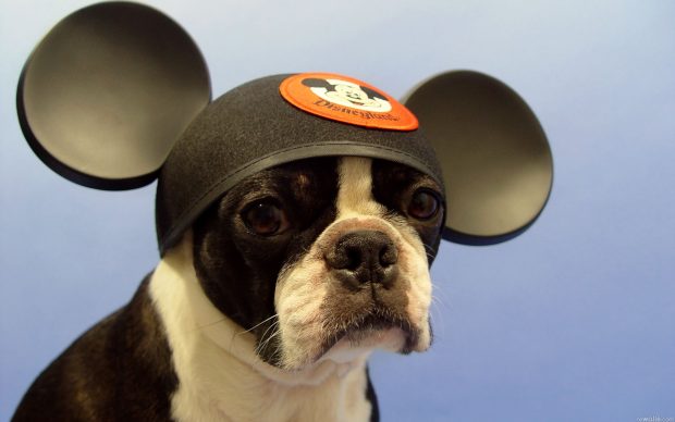 Boston Terrier HD Wallpaper.