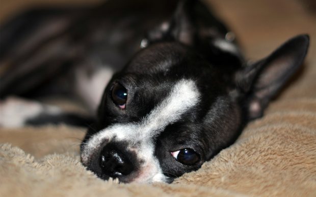 Boston Terrier Wallpaper Free Download.