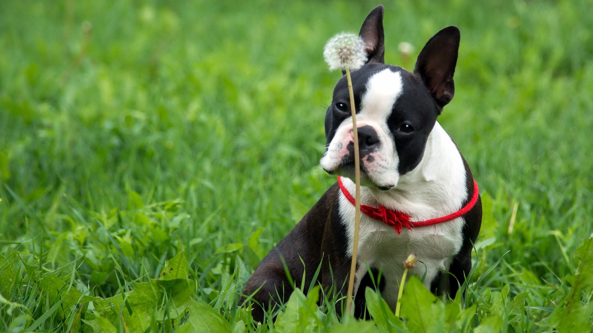 Boston Terrier Wallpaper Free Download | PixelsTalk.Net