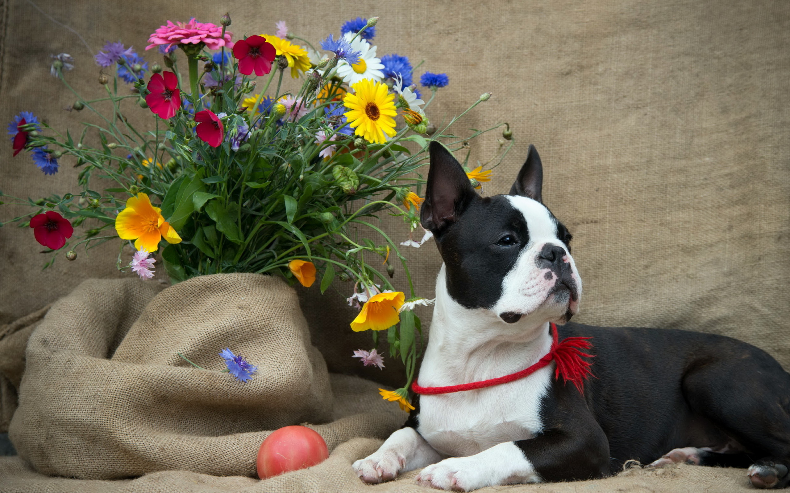 Boston Terrier Wallpaper Free Download | PixelsTalk.Net