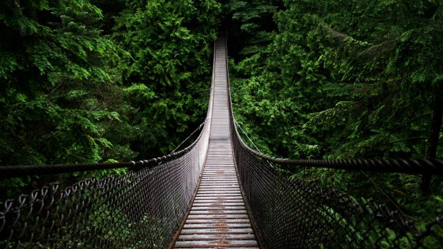 Bridge in the forest hd backgrounds for mobile and pc free images download.