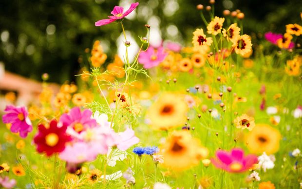 Bright Floral Wallpaper HD Desktop.
