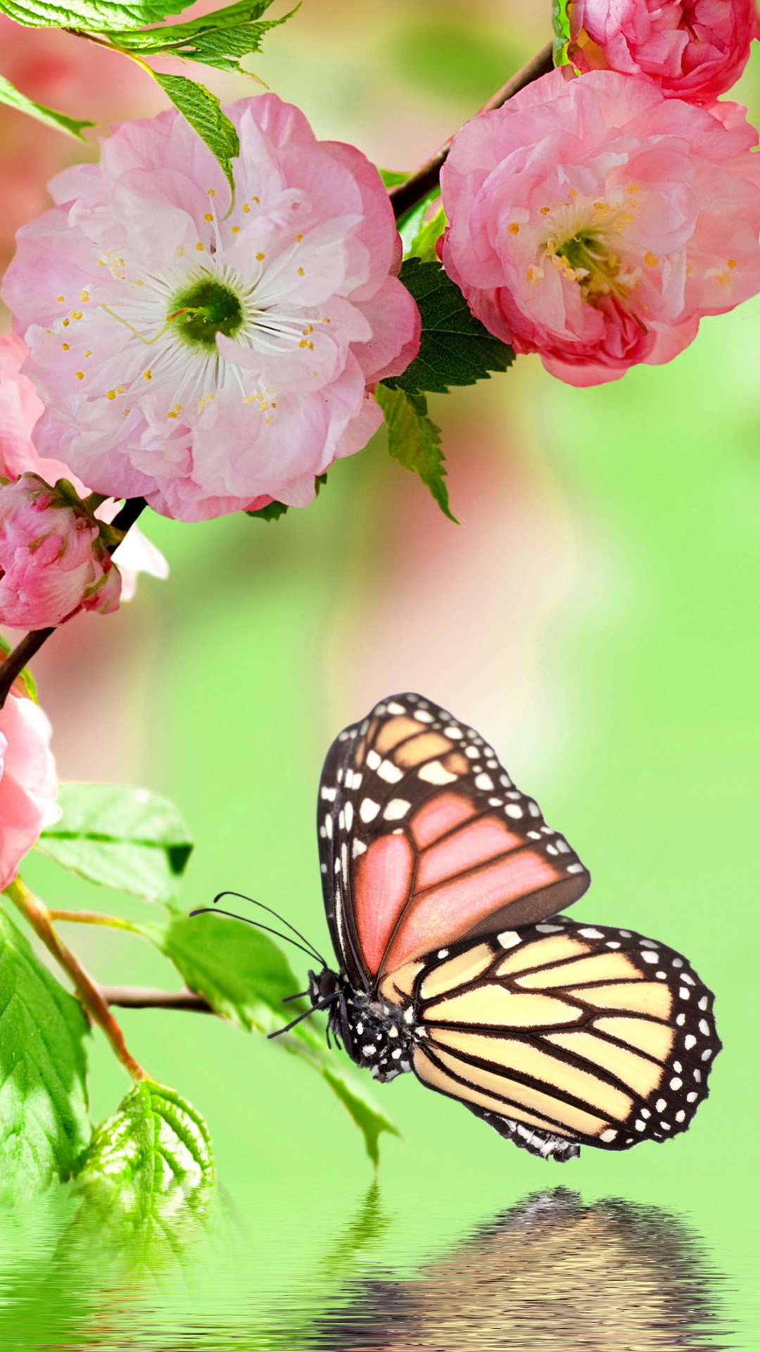 Beautiful Butterfly Wallpapers 64 pictures