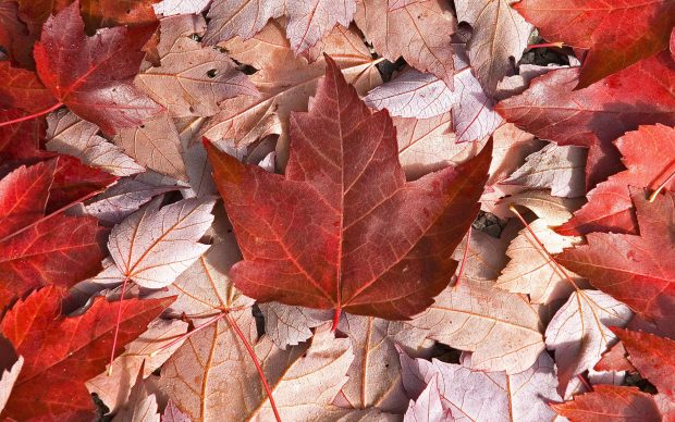 Canada flag leaves maple cool photos 3840x2400.