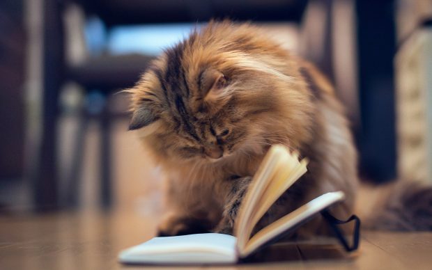 Cat funny photo animals think wallpapers tabby book cute little.