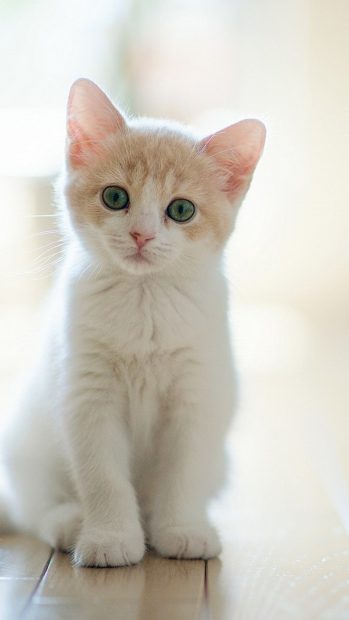 Cat iPhone Wallpapers HD.