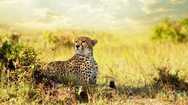 Cheetah in Africa Animal World Wallpaper 1920x1080.