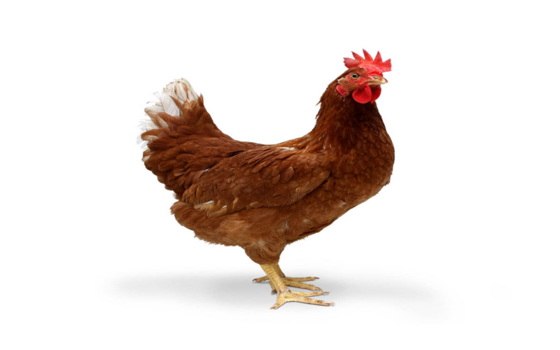 HD Chicken Backgrounds - PixelsTalk
