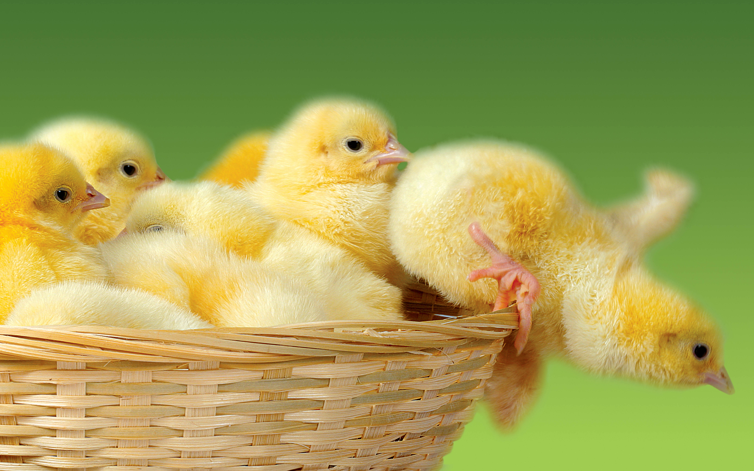 19 Cute Chickens Wallpapers  WallpaperSafari