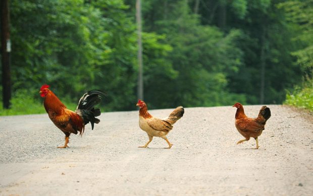 Chicken Photos HD.