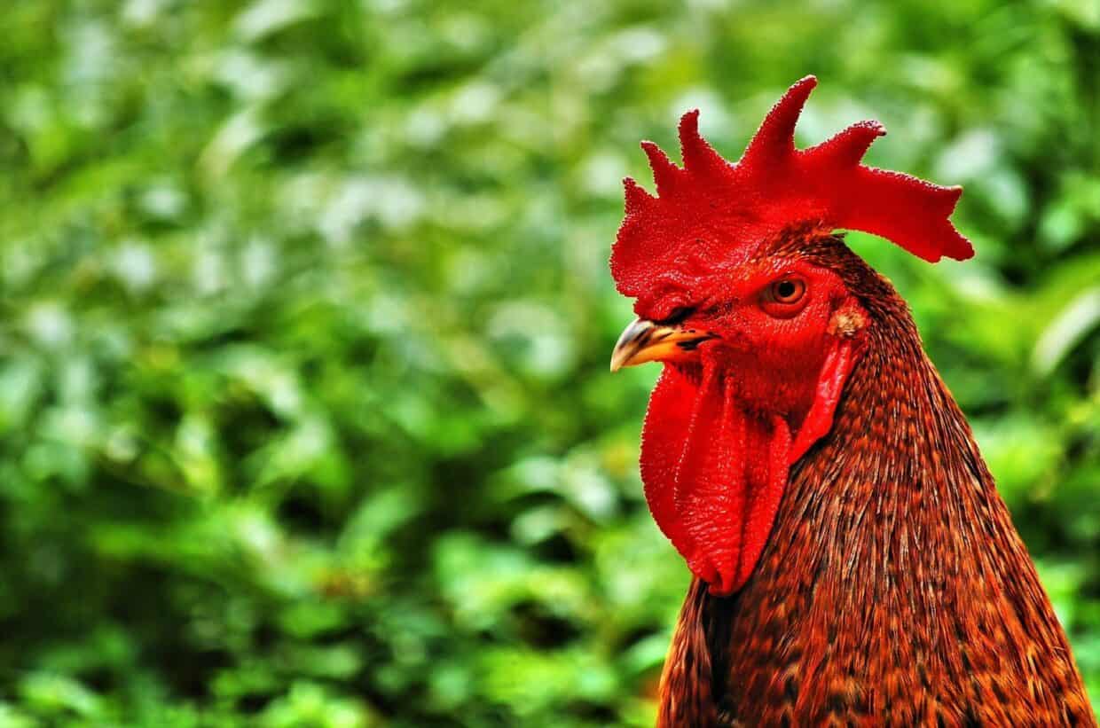 Chicken Wallpapers HD - PixelsTalk