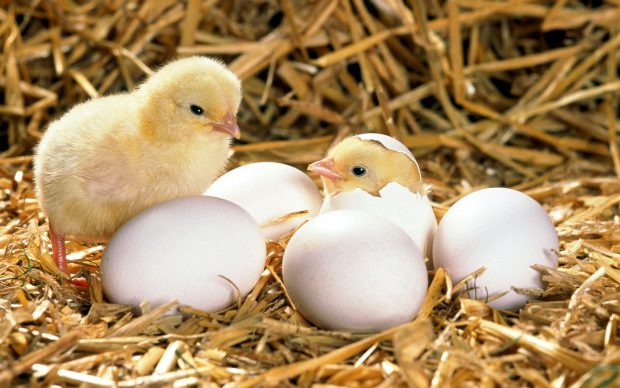 Chicken eggs wallpapers 3840x2400.