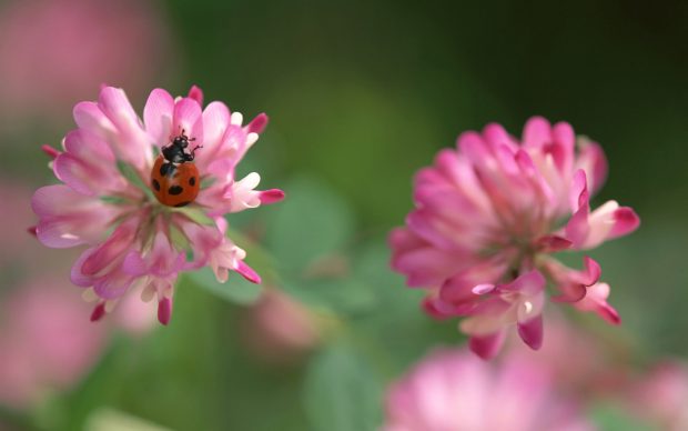 Clover flower wallpaper hd.