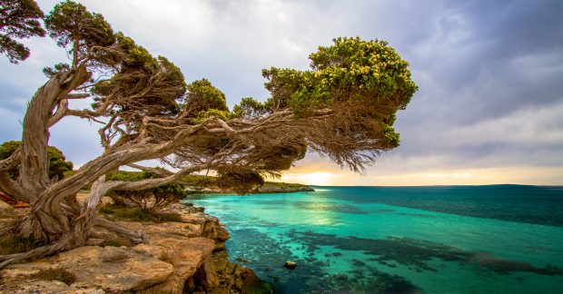 Coastal Tree Port Lincoln South Australia Wallpapers.