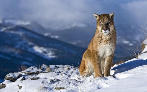 Cougar Animal Backgrounds.