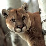 Cougar Wallpaper HD.