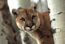 Cougar Wallpaper HD.