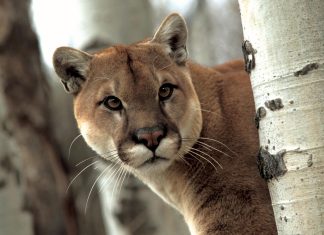 Cougar Wallpaper HD.