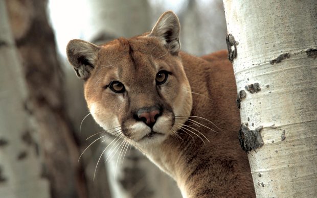 Cougar Wallpaper HD.