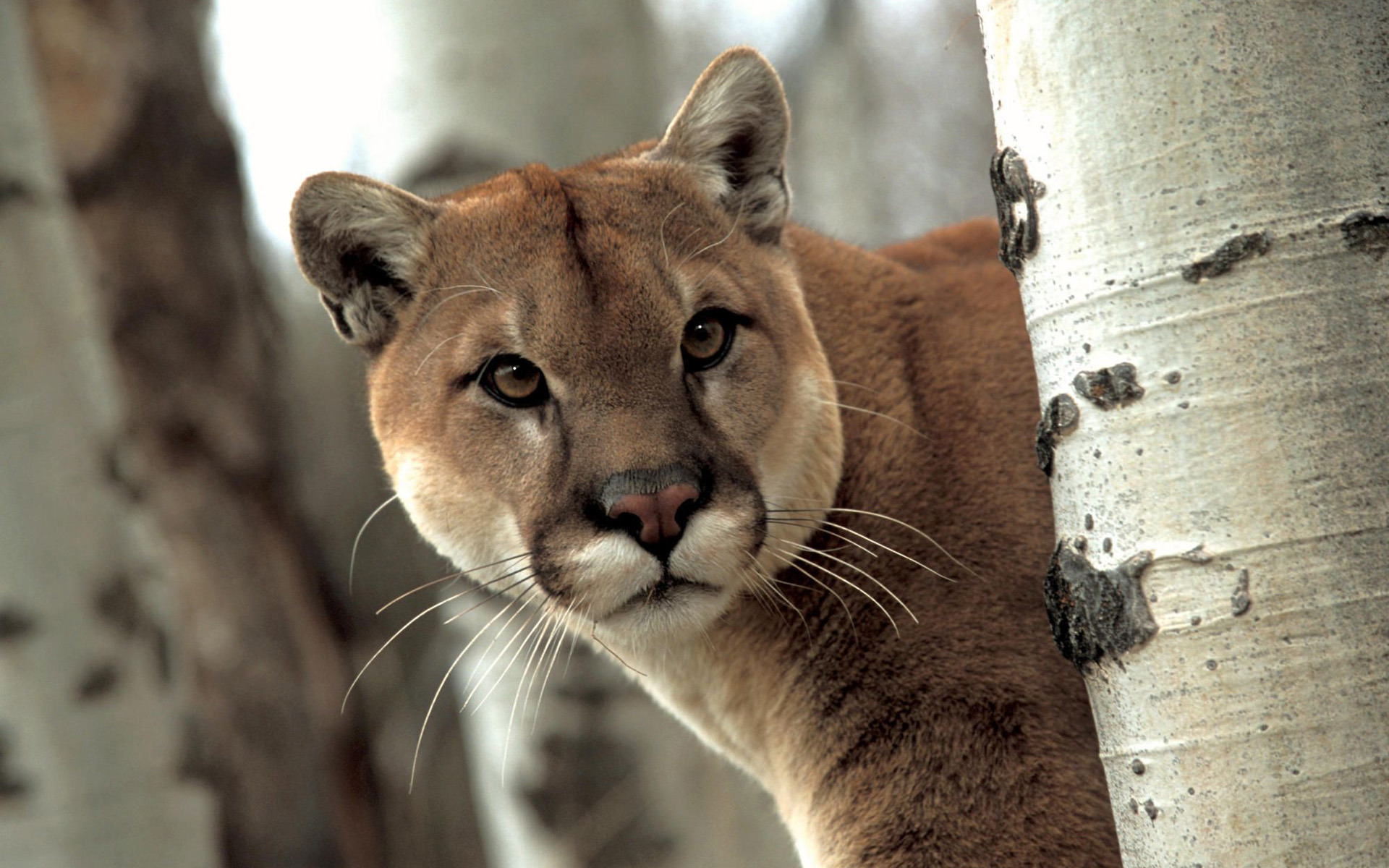 Free Download Cougar Wallpapers Hd Pixelstalknet