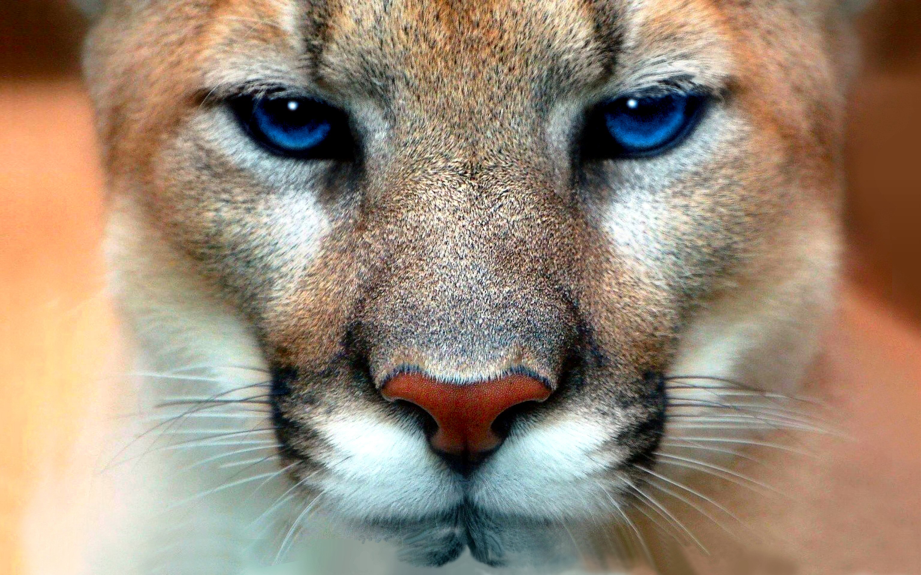 Free Download Cougar Wallpapers HD | PixelsTalk.Net