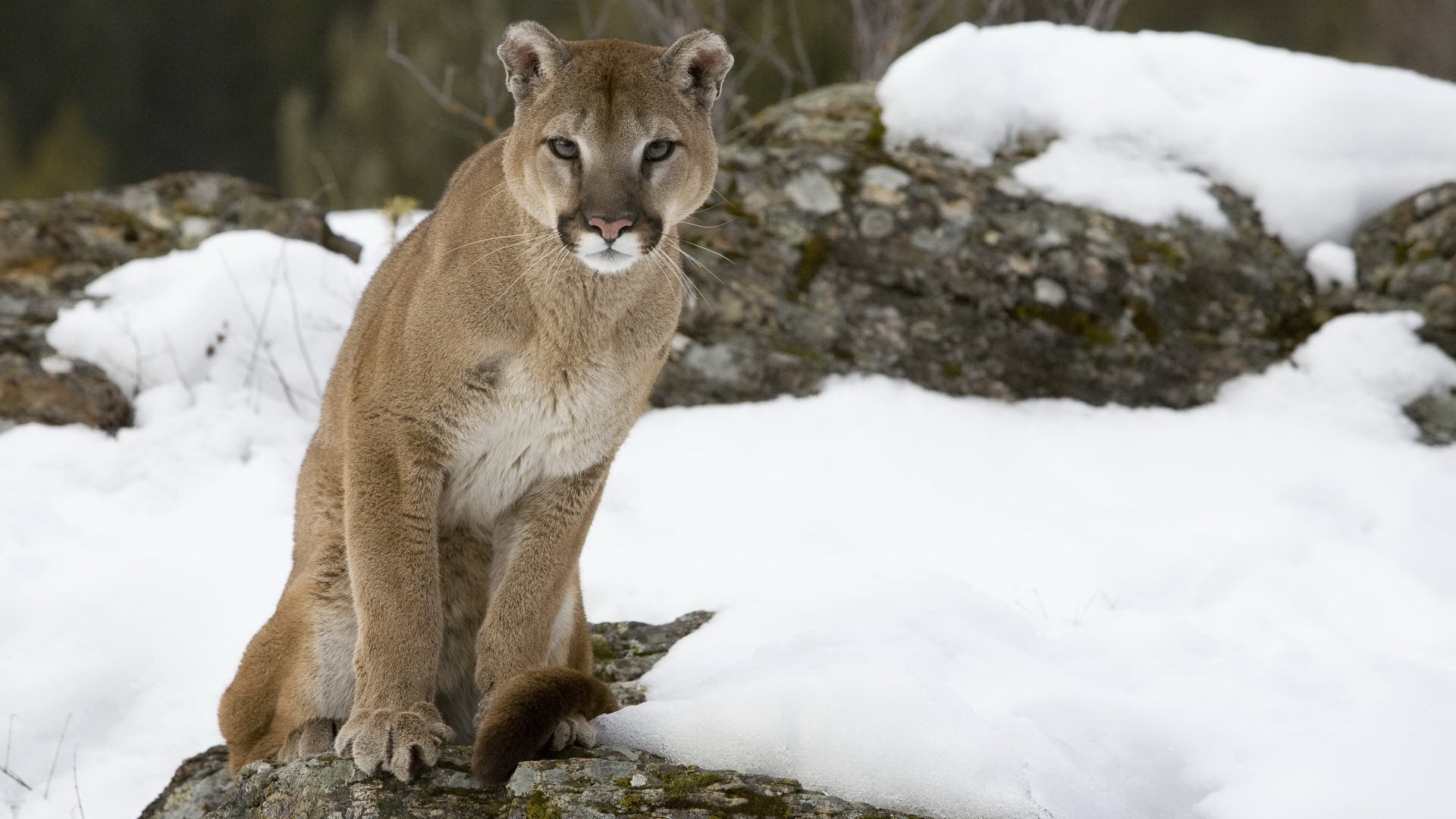 Free Download Cougar Wallpapers Hd Pixelstalknet