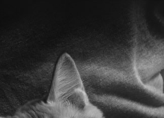 Cute Animal Cat Dark iPhone wallpapers.