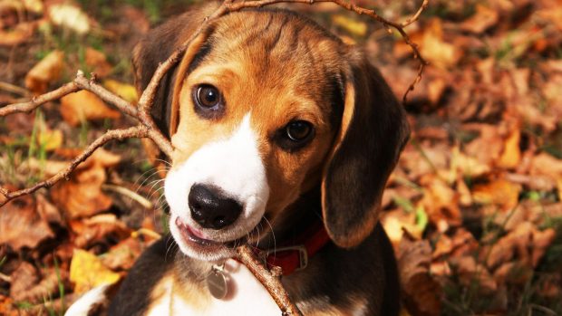 Cute Beagle Background.