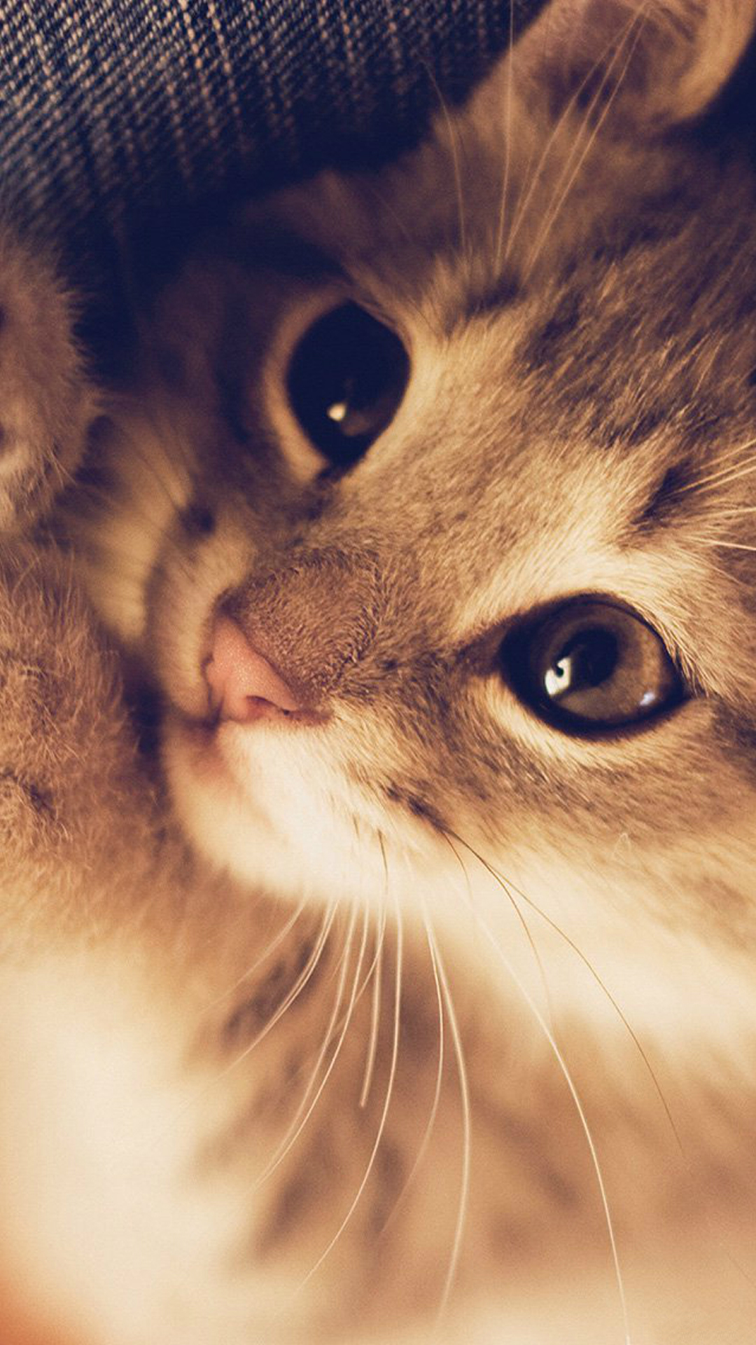 Cute animal backgrounds full screen HD wallpapers | Pxfuel