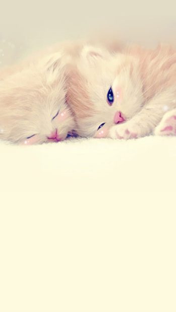 Cute Cat iPhone Backgrounds.