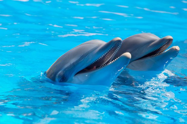 Cute Dolphin Wallpaper HD.