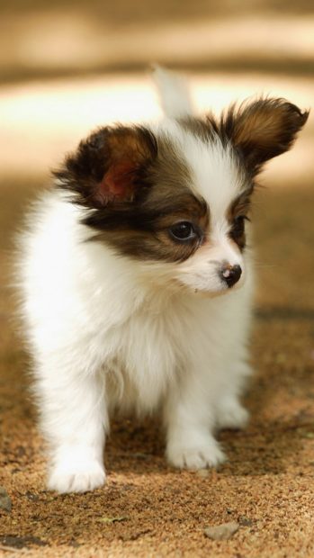 Cute Lovely Puppy Walking Dog Animal iPhone wallpaper.