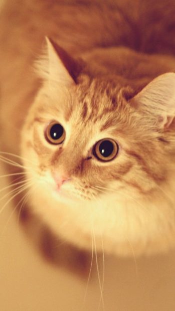 Cute Pet Kitten Cat Animal Blur iphone 7 wallpaper.