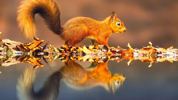 Cute Squirrel latest HD wallpaper.