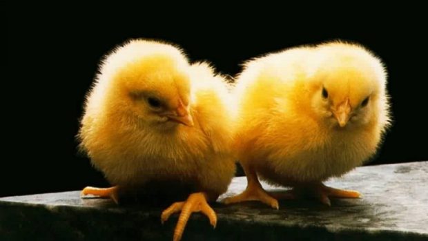 Cute chickens wallpaper amazing images.